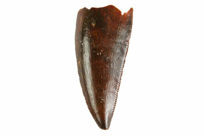 Serrated, Raptor Tooth - Real Dinosaur Tooth #144642